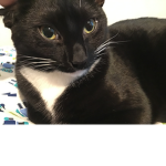 Cat #### ### ####