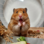 Rodent Owners Society