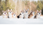 Doggo23456