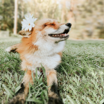 Fox Trail