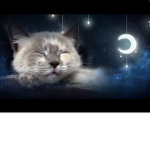 The sleep squad!