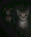 MIAU_C