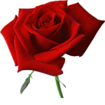 Rose Red