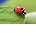 The lady bug squad And friends
