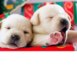 Wow dog