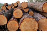 LumberLadds
