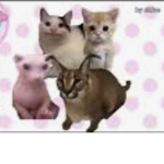 Cat memes and capybaras