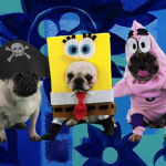 Dear Sponge pug pants
