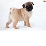 Pugs Make Clothes