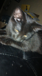 MOZAK