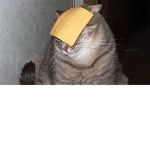 Cheesycatgang