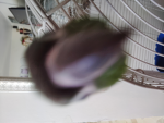 Birb only group