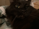 KittyCatsCute
