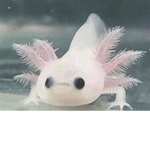 le axlotle squad :)