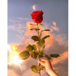 - r o s e -