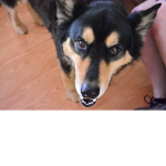 The people of awesome doges