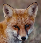 Foxa Forever