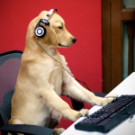 8 funny dogs