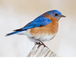 The Bird Crew Offical Group