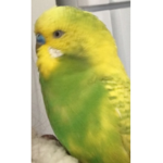BUDGIES ARE GO!