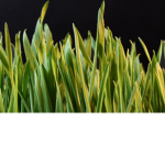 Grass man group