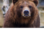 For bears only
