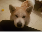 WoofPower