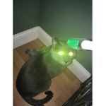 The Demon Cat Fan Club