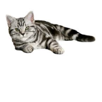 VIKING_CATS