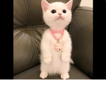 Ethan’s mad cat