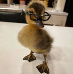 Quack Studios! (Official)