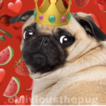Da Pug Pack