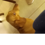 Só pra Robux:)