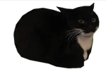 The useless Cat