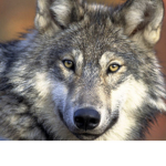 Wolf club exe