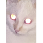 soren!1!1!1!