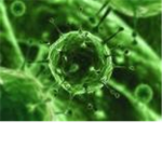 Invisible Virus