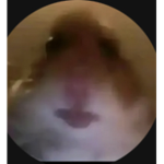 Join the hamster gang