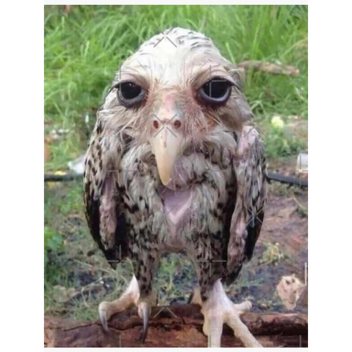 Nico's nextbots chase static testing