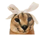 Floppa gangus