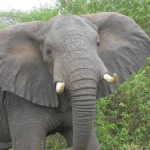 *The Elephant Fan club!*