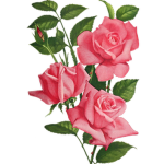 Roses° Fashion