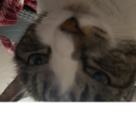 Kitttttttttttty