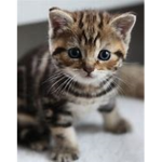 Les Petits chatons ;)
