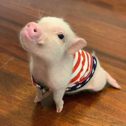 PIGGY
