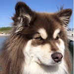 Official Fanclub of Emilius/my dog