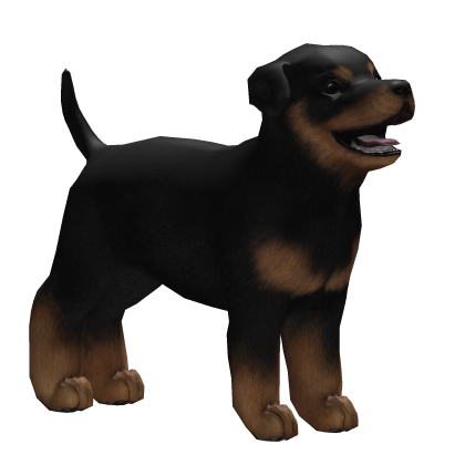 💙 Black Rottweiler Puppy
