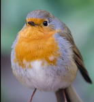 Borb/birb group