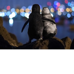 Penguin pawer