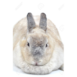 big fat rabbit